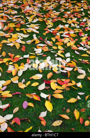 Verstreuten Herbstlaub auf dem Rasen in Worcesteshire, Großbritannien Stockfoto