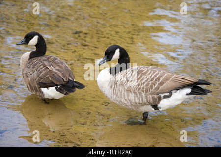 Kanadagänse (Branta canadensis). Fluss Thet, Norfolk. Zwei, Paar, stehende, in flachen, fließen, Wasser. Stockfoto