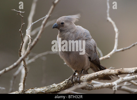 Grauer Go-away-Vogel im Baum, Krüger Nationalpark, Südafrika. Stockfoto