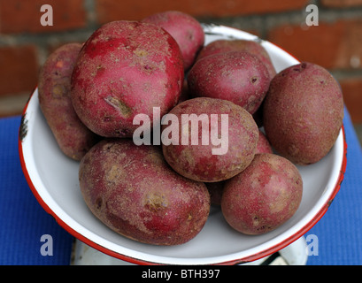 Red Duke of York Kartoffeln Stockfoto