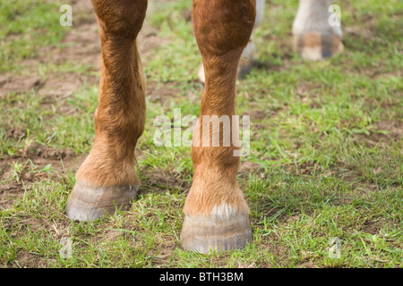 Pferd (Equus Caballus), vordere Beine, Füße und unbeschlagenen Hufen. Stockfoto