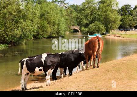 Rinder Baden in der Themse nahe Wolvercote Keep cool im heißen Sommer Sonne, Oxfordshire, Vereinigtes Königreich Stockfoto