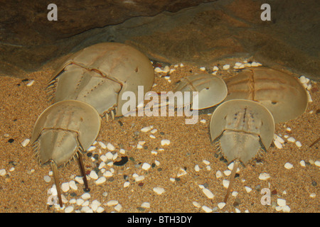 Pfeilschwanzkrebse / Limulus Polyphemus Stockfoto