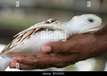 Suppenschildkröte (Chelonia Mydas). "Erythrystic" Tier, mit Übermaß an rot und einige andere Pigmentierung fehlt. Stockfoto