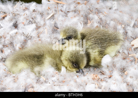 Pink-footed Gänse Anser Platyrhynchus. Gänsel gerade geschlüpft. Stockfoto