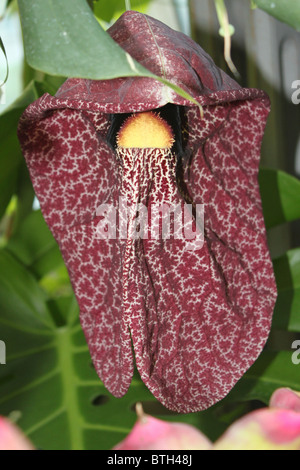 Aristolochia Gigantea (brasilianische Holländer es Rohr, riesige Pelican Blume, Aristolochia Sylvicola Standley) Stockfoto