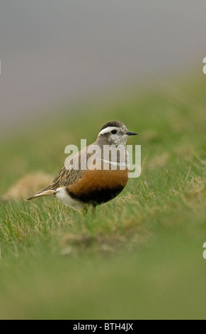 Eurasische Mornell Stockfoto