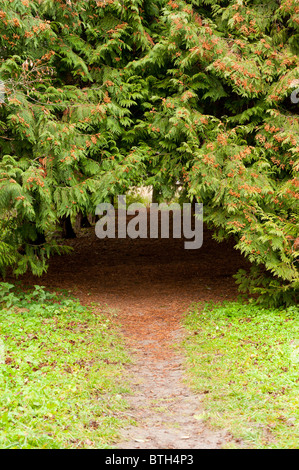 Bogen Fußweg zwischen Nadelbäumen. Lvov park Stockfoto