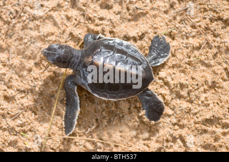 Suppenschildkröte (Chelonia Mydas). Gerade geschlüpften und unten am Strand, so dass für das Meer entfernt. Kosgoda, Sri Lanka. Stockfoto