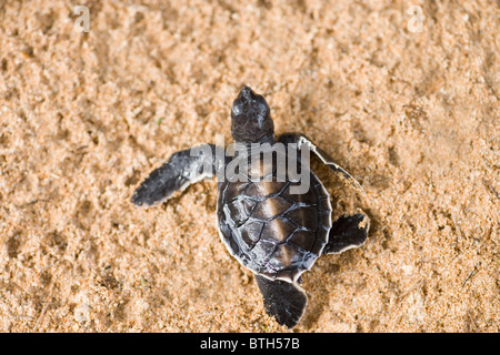 Suppenschildkröte (Chelonia Mydas). Gerade geschlüpften und unten am Strand, so dass für das Meer entfernt. Kosgoda, Sri Lanka. Stockfoto