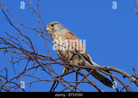 Turmfalken (Falco tinnunculus) - männlich hoch oben in einem Baum. Stockfoto