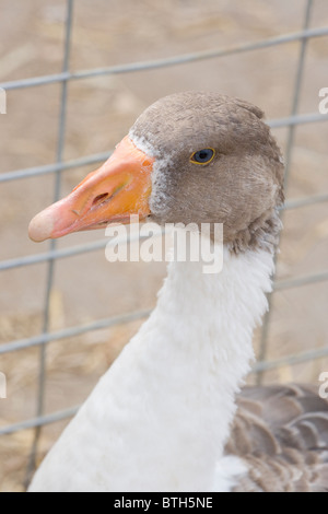 Pommersche Gans Anser Anser. In einem Geflügel-Auktion, Suffolk. Porträt. Stockfoto