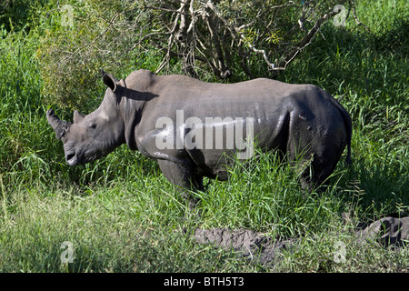 Breitmaulnashorn in freier Wildbahn in großen Krüger Nationalparks im Sabi Sand Stockfoto