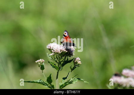 Europäische Pfau (Inachis Io), ein Schmetterling auf Hanf-agrimony Stockfoto