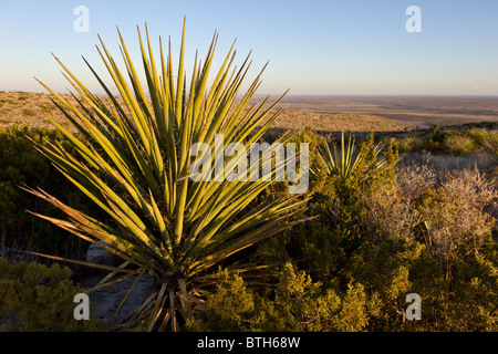 Blick über die Chihuahua-Wüste im Carlsbad Caverns National Park im südlichen New Mexico, USA. Stockfoto