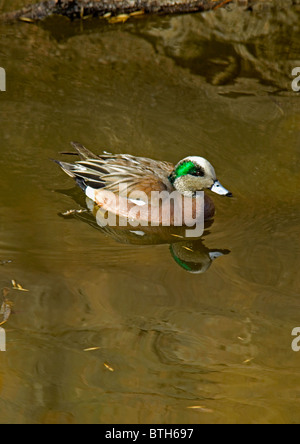 Männliche amerikanische Pfeifente (Anas Americana) Schwimmen im Kanal, Aurora Colorado uns. Stockfoto