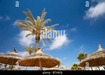 strohgedeckte Sonnenschirme und Palmen Stockfoto