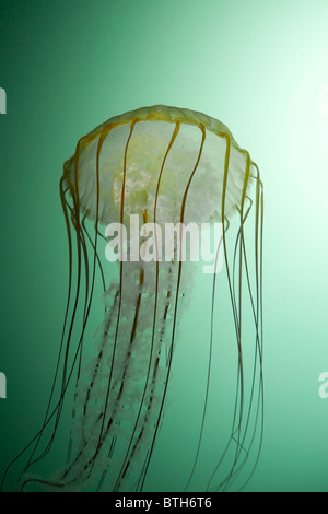 Sonnenlicht geht durch die durchscheinende Gewebe des großen Meer Brennnessel, Chrysaora Fuscescens.  Monterey, Kalifornien. Stockfoto