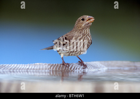 Weibliche Haus Fink, Carpodacus mexicanus Stockfoto