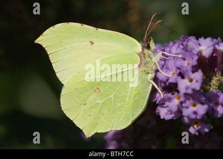 Schmetterling der Zitronenfalter (Gonepteryx Rhamni). Fütterung auf Buddelia (Buddleja Davidii). Zeigt Unterseite der Flügel. Stockfoto