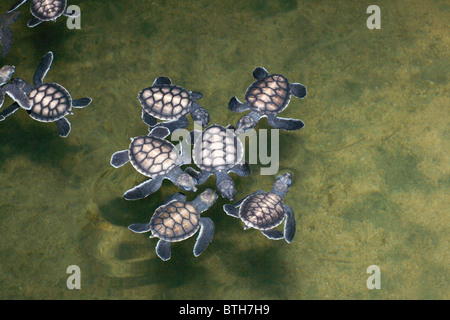 Suppenschildkröte (Chelonia Mydas). Jungtiere in einem Tank des Meerwassers. Kosgoda Schildkrötenaufzucht, Sri Lanka. Stockfoto