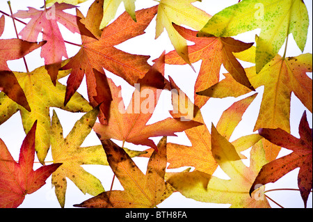 multi coloured colored liquidambar leaves in autumn arranged on a white background Stockfoto