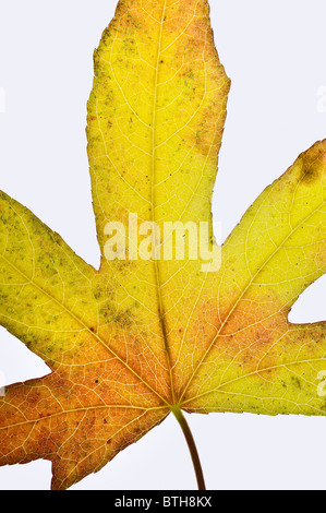 einzelne Liquidambar Blatt zeigt Herbstfarben auf weißem Hintergrund Stockfoto
