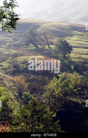 Bäume im Herbst oberen Stand Teil der westlichen Rand von Edale Derbyshire Peak District National Park, England Stockfoto