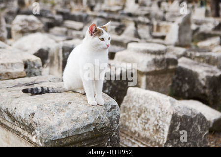 Katze sitzt auf historischen Steinen in antiken Ephesus Stockfoto