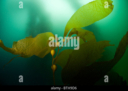 Giant Kelp, Macrocystis Pyrifera, schwankt in die sanfte Dünung in einem üppigen Kelpwald. Stockfoto