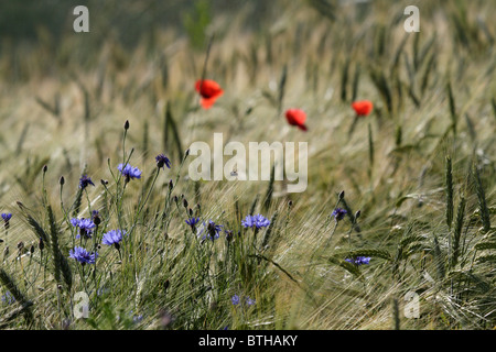 Mohn und Getreide Blumen in einem Feld von Gerste Stockfoto