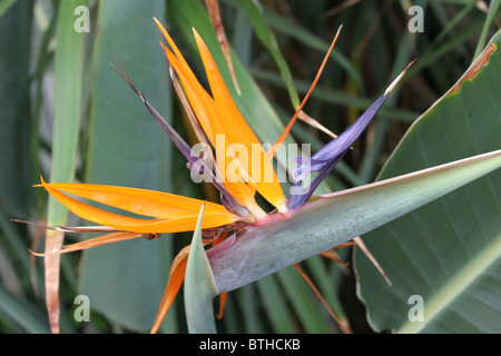 Strelitzia Reginae / Paradiesvogel Blume / Kran Blume Stockfoto