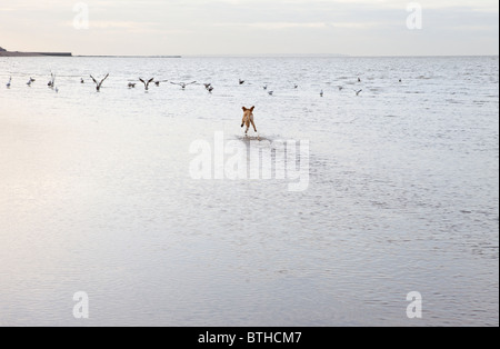 Mischling Hund jagt Birs in Herne Bat, Kent Stockfoto