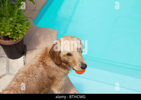 Gemischte Rasse Golden Retriever-Pudel am Swiiming Pool mit Ball im Mund Stockfoto