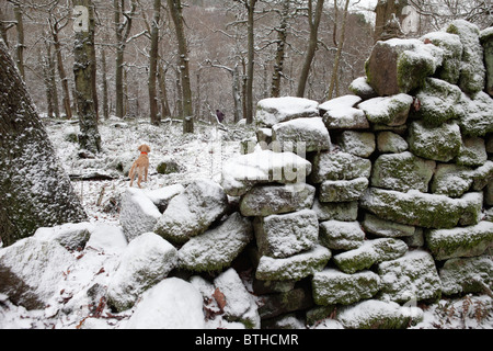 Gemischte Rasse Golden Retriever-Pudel cross im Winterwald, Kent Stockfoto