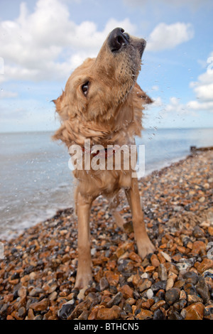 Gemischt-Rasse Golden Retriever-Pudel cross schütteln nasses Fell am Kiesstrand, Herne Bay, Kent Stockfoto