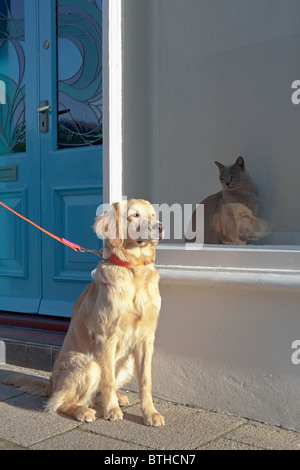 Gemischt-Rasse Golden Retriever-Pudel cross ignorieren eine Birma Katze in Kent Stockfoto