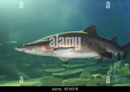 Carcharias Taurus / Sand Tiger Shark / Grey Nurse Shark Stockfoto