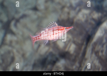 Longnose Hawkfish (Oxycirrhites Typus), Schwimmen Stockfoto