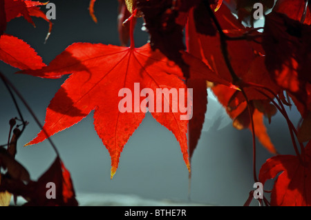 Ascot, Berkshire, England: red Acer leaves Stockfoto