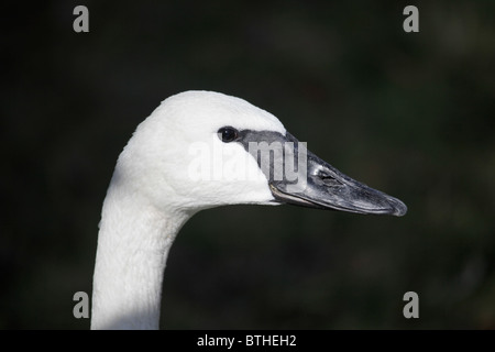 Close-up Profilbildnis einer Erwachsenen Trompeter Schwan, Cygnus Buccinator. Stockfoto