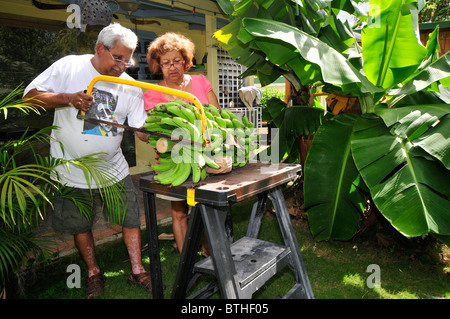 Ernten Bananen im Garten eines Einfamilienhauses. Anbau von Bananen, Mangos, Brot-Frucht in einem Haus-Hof ist ein Weg des Lebens. Stockfoto