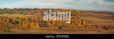 Einen Panoramablick über Ashdown Forest in East Sussex zeigt die wunderbare Herbst-Farben Stockfoto