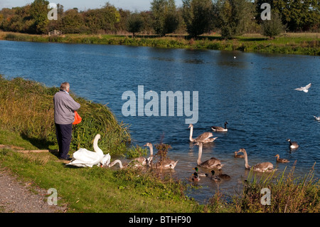 Mann Fütterung Cygnets, Schwäne und Enten mit Brot am Rand Wassers des Flusses Jubilee, ein Themse Boden Relief-Kanal. Stockfoto
