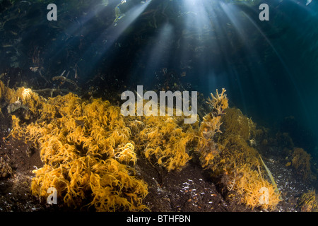 Feine, gelbe Seil Schwämme gedeihen entlang der Kante der Jellyfish Lake. Palau, Mikronesien, Pazifik. Stockfoto