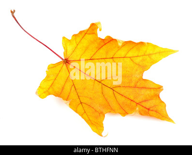 Yellow maple leaf isolated on white background Stockfoto