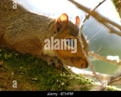 Grauhörnchen, Sciurus Carolinensis, UK Stockfoto