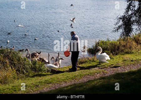 Mann Fütterung Cygnets, Schwäne und Enten mit Brot am Rand Wassers des Flusses Jubilee, ein Themse Boden Relief-Kanal. Stockfoto