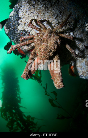 Eine große Schaf-Krabbe, Loxorhynchus Grandis, fügt sich in den Boden ein vielfältiges Kelpwald entlang der Küste von Kalifornien. Stockfoto