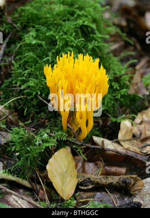 Gelbe Stagshorn Pilz, Calocera Viscosa, Dacrymycetaceae Stockfoto